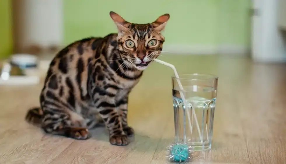 Sommeren er her! Sådan beskytter du hunde og katte mod varme